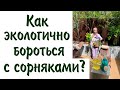 Как экологично бороться с сорняками?