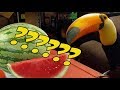 Toucan Discovers a Watermelon for the First Time!!!!