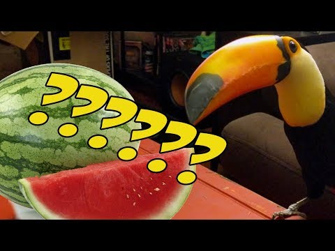 toucan-discovers-a-watermelon-for-the-first-time!!!!