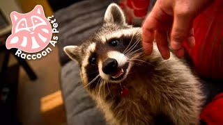 Raccoon As Pet? | Should You Keep a Raccoon as a Pet? by Petopedia 222 views 4 months ago 5 minutes, 10 seconds