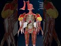 Full Body Anatomy: Muscular &amp; Internal Organs 💓