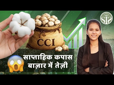 साप्ताहिक कपास बाजार में तेज़ी का रुख 😱|| CCI Weekly Sales Report #kapas #youtube