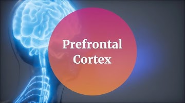 Prefrontal Cortex Structure and Functions