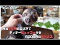 バリ島・ディナービュッフェ付き夜行バス・ジャコウ猫おさわりカフェ