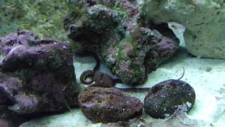 FOWLR Tank Update #5 | Serpent Starfish Feeding