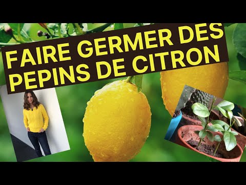 Vidéo: Comment faire germer des graines de citron ?