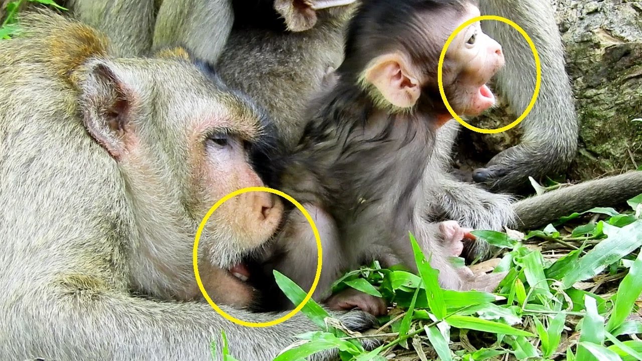 foundry Lizza Feels Hurte At back Why Mom Lizzy Doing Bite Like This On Lovely Baby Lizza