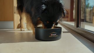 Feed your Pet Like A Pro!