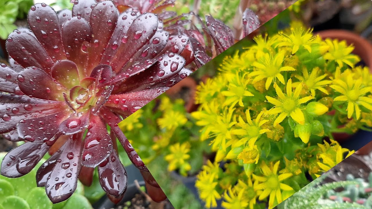 Aeonium, dicas de cultivo, cores e formas esuberantes