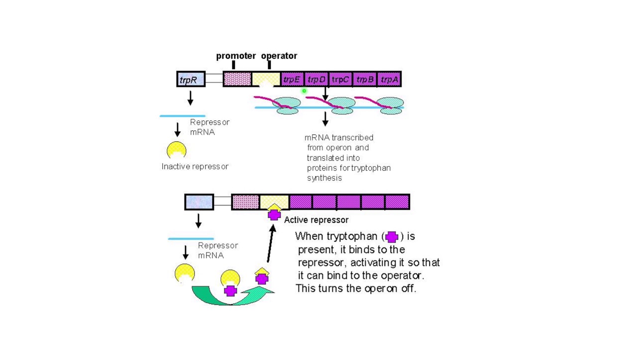 Tryptophan Operon Tiny Teach - YouTube