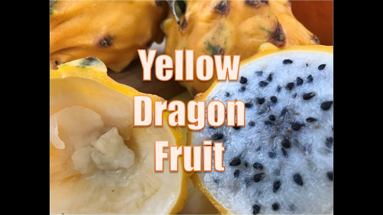 Unusual Foods 42 Yellow Dragon Fruit YouTube