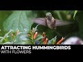 The Best Hummingbird Flowers - #2 Firecracker Plant aka Cigar Plant