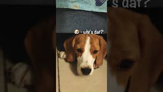Cute Beagle Female Puppy Video  Funny Dog Shorts #beagle #puppy #puppylife #dogshorts #dog #cutedog