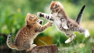 Macam jenis kucing