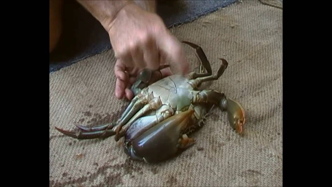 Mud Crab! How to put a Mud Crab to sleep.! YouTube