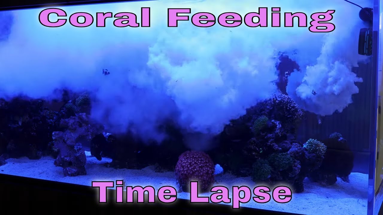 4K Saltwater REEF AQUARIUM Feeding TIMELAPSE YouTube