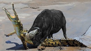 Extreme Fight Buffalo vs Crocodile , Wild Animals Attack