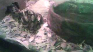 Snickers strikes a mouse fast