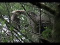 Great blue heron predation by bald eagle (warning, it's not pretty)