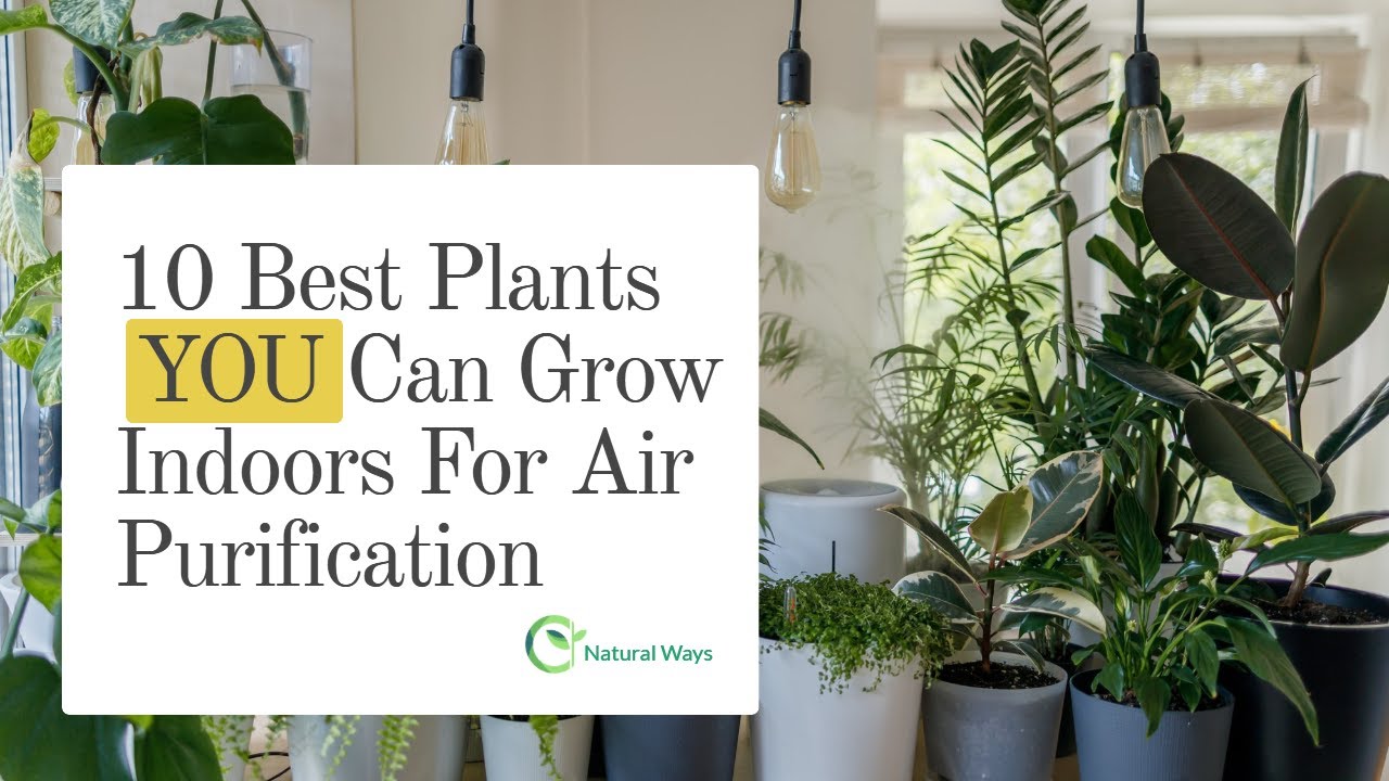 10 Best Plants You Can Grow Indoors For Air Purification YouTube