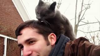 Коты любят своих хозяев Коты любят своих хозяев