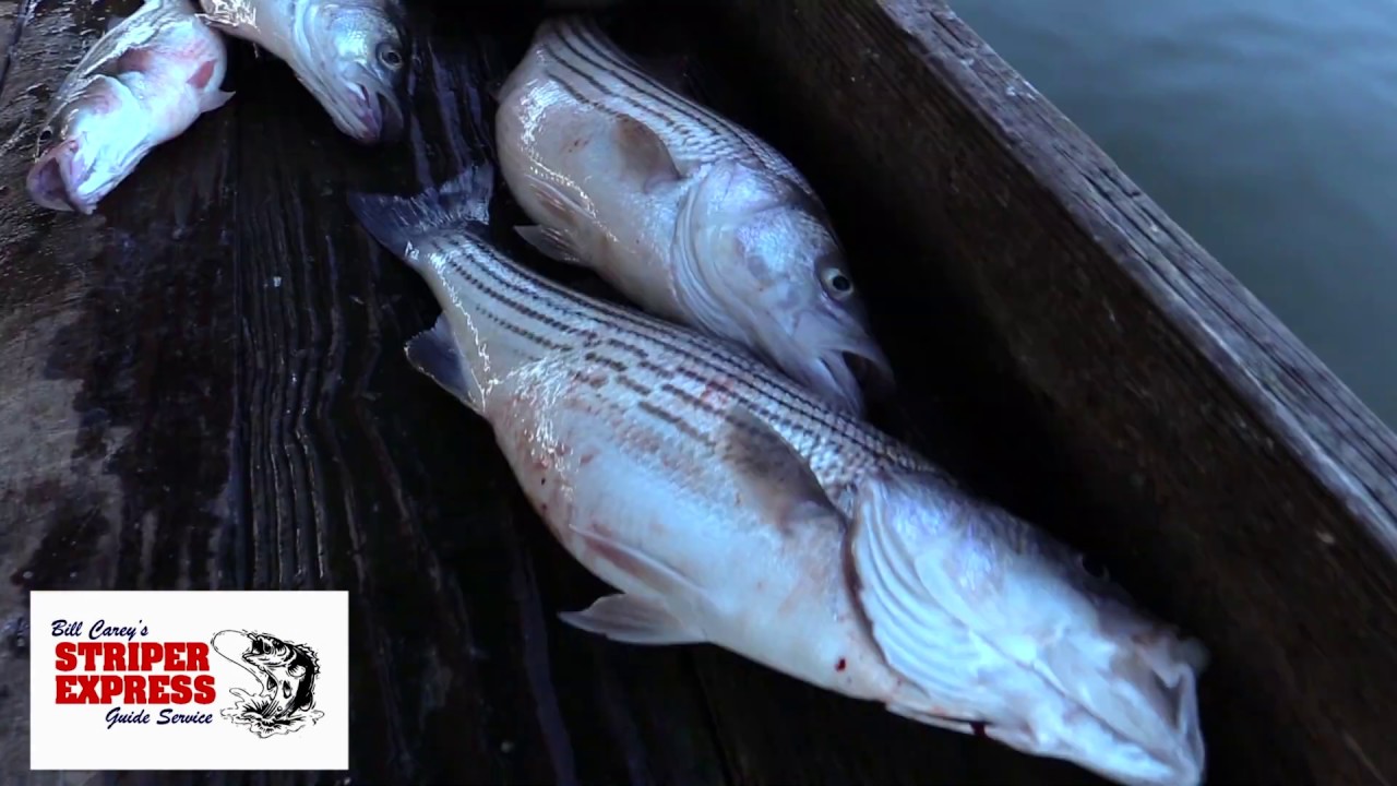 Striper Express Guide Service with a SATISFIED Out of State Client