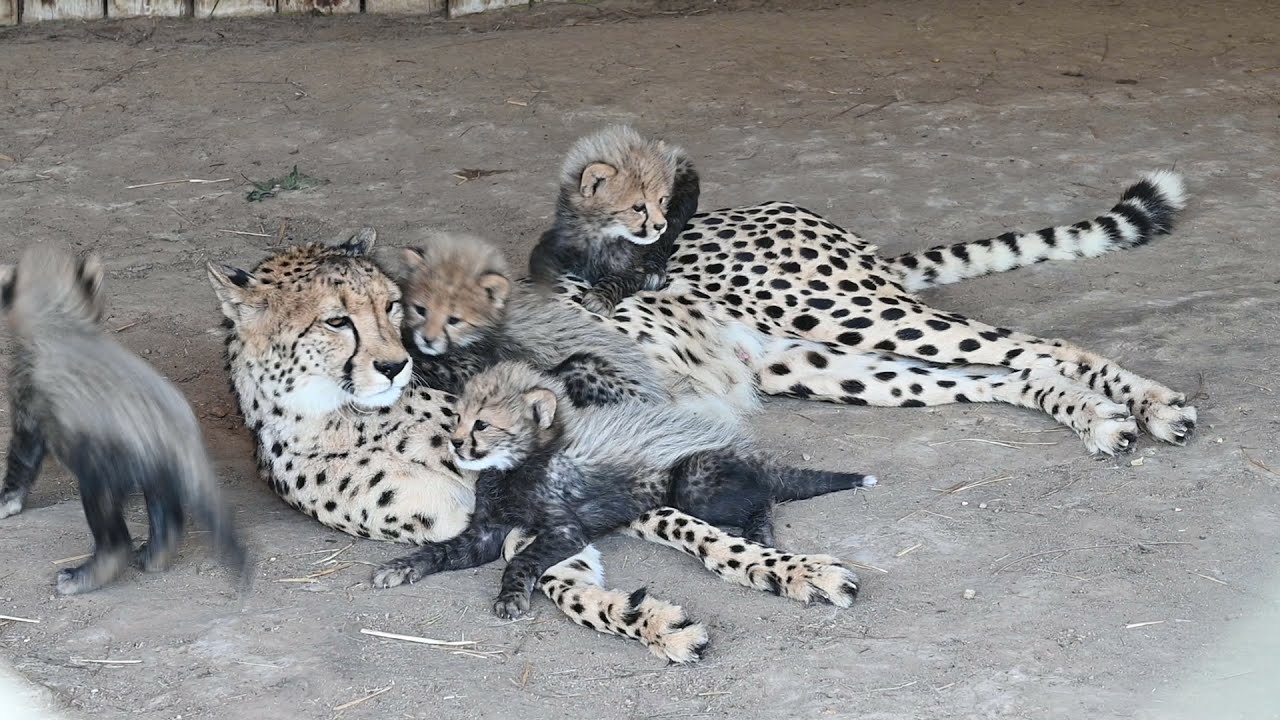 Four Cheetah Cubs Playing With Mom - YouTube