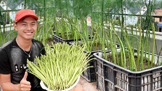 Como dobrar a produção de aspargos em casa, sem jardim, pode ser cultivado em qualquer lugar