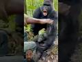Silverback gorilla Charges Ranger During Baby GorillaRescue #gorillatag #gorilla #shorts