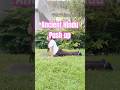 Ancient Hindu Push up #bellyfat #stayfiteveryday #yogaflow #dailyroutine #homeexercise #short #love