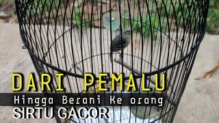 TERAPI MERAWAT BURUNG SIRTU agar MENTAL BAGUS dan GACOR