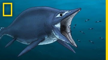 Ichthyosaurs 101 | National Geographic