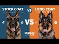 Difference between Stock coat and long coat German shepherd l Petsinfomania