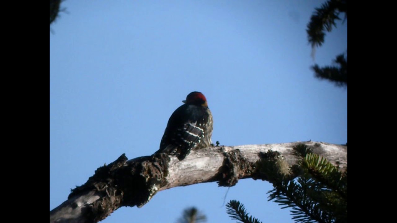 Darjeeling woodpecker 