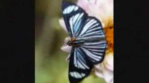 Cindy Campo - Once in Awhile ... for anyone that h...