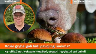 Kokie grybai gali būti pavojingi šunims? Ką reikia žinoti vykstant uogauti ir grybauti su šunimi?