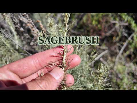 Native uses of coastal sagebrush.