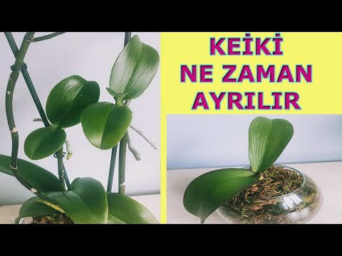 Video: Orkide bebekleri nasıl nakledilir: ipuçları