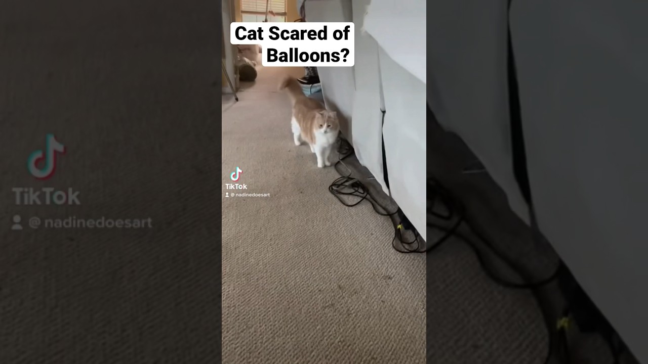 Cat Scared of Balloons? shorts cats catvideos funnycats YouTube