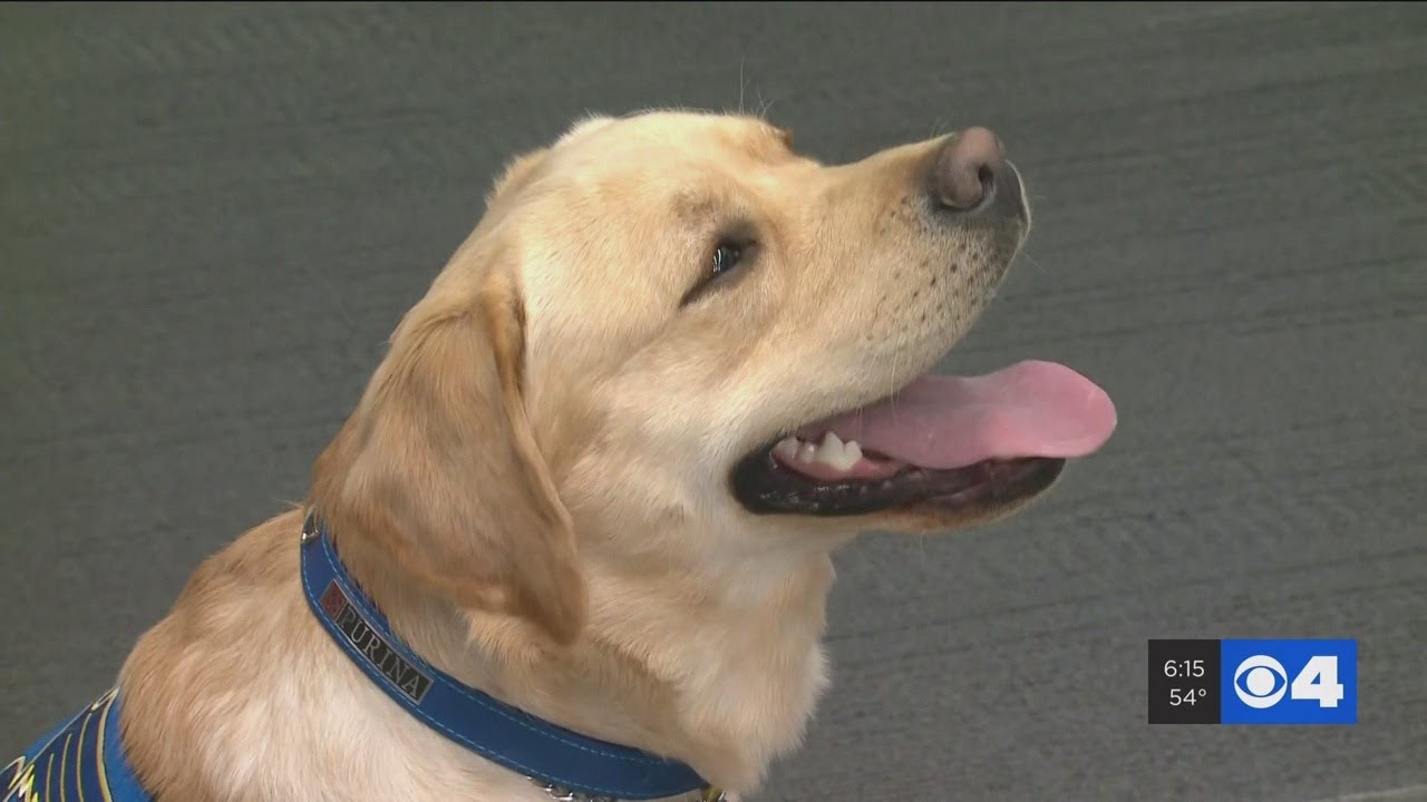 Barclay the Blues dog returns as grand marshal of Soulard pet