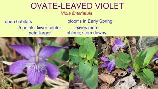 OVATE LEAVED VIOLET
