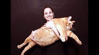 Самые толстые кошки в мире | Thickest cat in the world Самые толстые кошки в мире | Thickest cat in the world