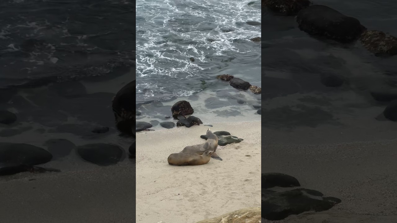 🦭 Sea Lions at Point La Jolla 🌊 #sandiego #nature #sealife #relaxing #rain