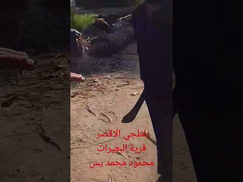 بلطجي الاقصر بيهاجم السياح الاقصر بلطجي