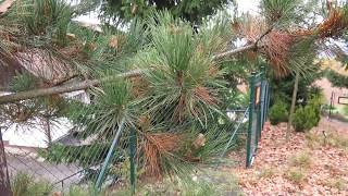 Pinus tabuliformis var. mukdensis borovice čínská