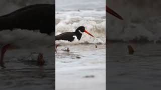 Oyster Catcher Rummaging In The Sand And Water birds wildlife nature seabirds sea