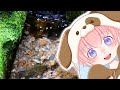 雫 SHIZUKU #自然音 / 柚葉 Yuzuha【オリジナル】Nature Sounds Babbling Brook Sounds #naturesounds 勉強用BGM