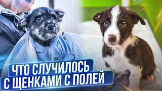 Что случилось с Ёжиком и Волчком😨 | Кого я обнаружила возле дома?😮‍💨