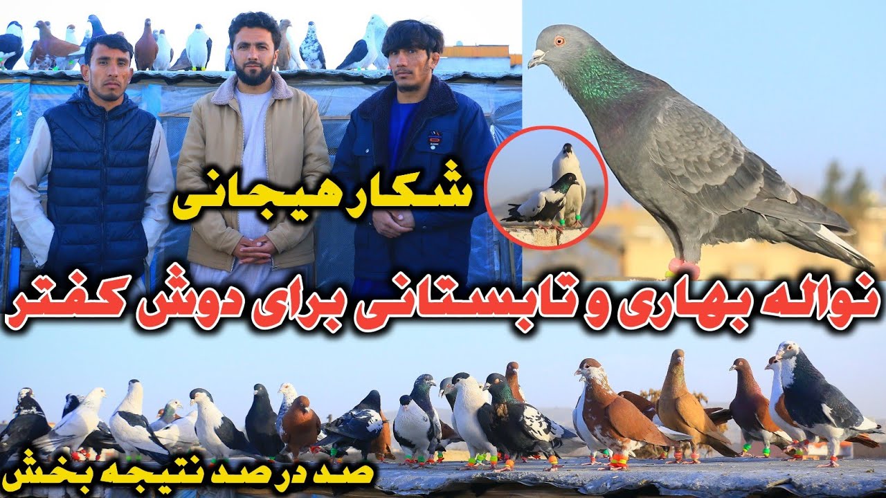 نواله ساده اما پرقدرت بهاری برای دوش کفتر|شکار هیجانی که باور تان نخواهد شد|رایگان،ضمانتی ونتیجه بخش