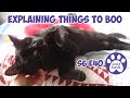 Getting Ready For Cat Trapping, Explaining Things To Boo S6 E40 Lucky Ferals Cat Vlog Feral Kittens